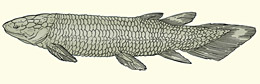The Devonian lungfish Dipterus