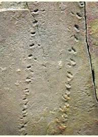 Eurypterid tracks, Tumblagooda Sandstone, exhibited in Western Australia Museum, Perth
