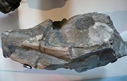 Eye of Early Jurassic ichthyosaur, Rotunda museum, Scarborough