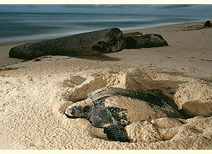 Nesting leatherback (National Geographic Magazine) title=