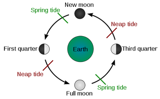 Spring and neap tides