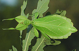The leaf insect Phyllium