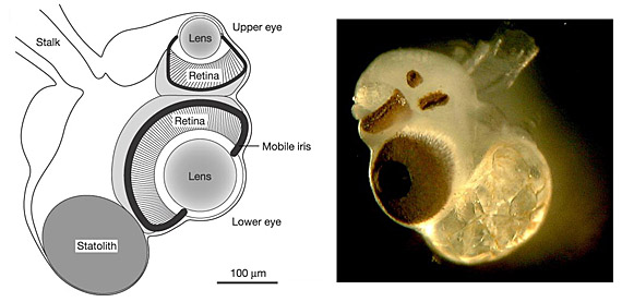 Tripedalia cystophora eye complex, diagram from Nature 435 p 202