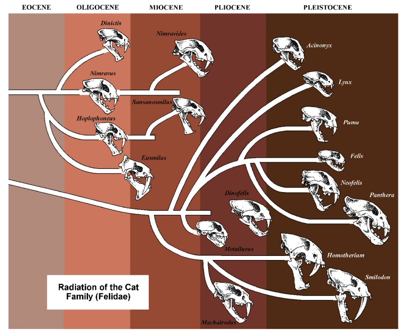 Evolution of modern cats - Animal vs Animal Forums