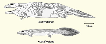 Ichthyostega and Acanthostega (Ahlberg et al 2005) - click on image for larger view