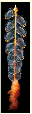 This 30-cm-long siphonophore was captured under the ice of the Arctic Ocean. Photo by Kevin Raskoff.