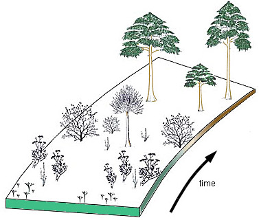 Plant succession through the Devonian