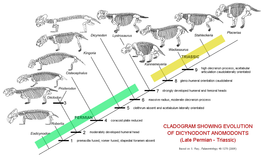 Mammalian Evolution and Triassic Cynodonts