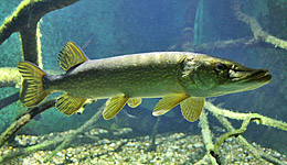The pike Esox - a ray-finned fish