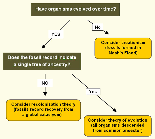 Fossil Flow Chart