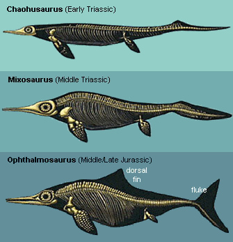 Ichthyosaurbodyshapeevolution.jpg