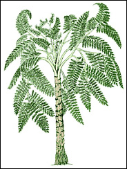 Medullosa noei – a Carboniferous seed-fern tree