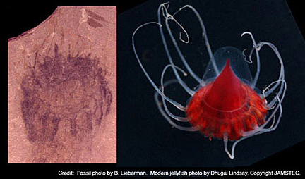 Cambrian-age member of the Coronatae order, compared with modern Periphylla