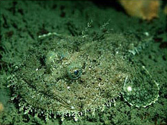 Lophius piscatorius. Click on image for source and larger version of photo.