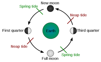 Tide Cycle Chart