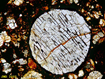 Olivine chondrule from the H3 Brownfield chondrite (photo J M Derochette)