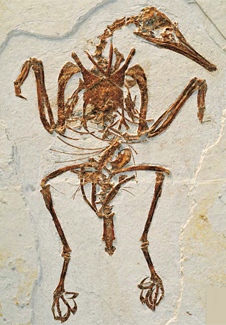 The enantiornithine bird Rapaxavis - click for labelled drawing The enantiornithine bird Rapaxavis - click for labelled drawing