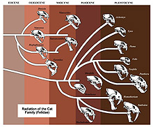The fossil record of the cat family, showing evolution in the sense of increasing diversity within the boundaries of a basic type