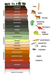 Simplified chronostratigraphic chart