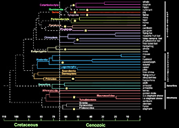 The explosive appearance of mammals in the Palaeogene